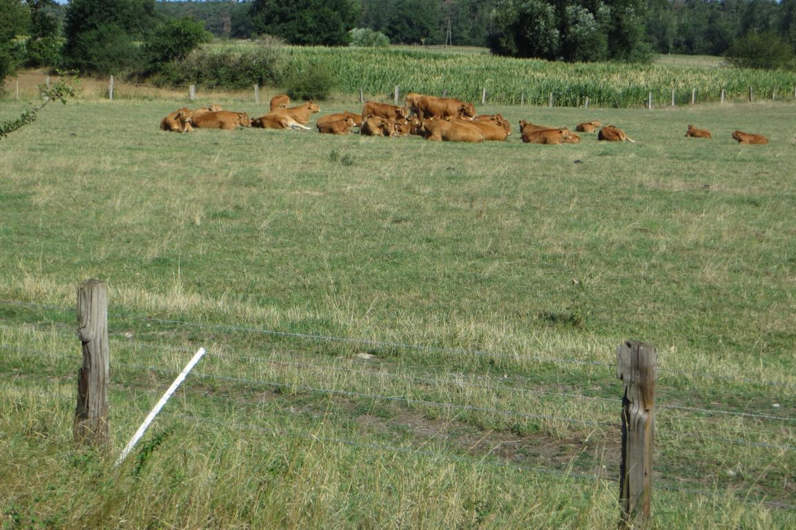 Kühe in der Sonne